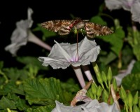 pink spotted hawk moth on midden glory 2.jpg